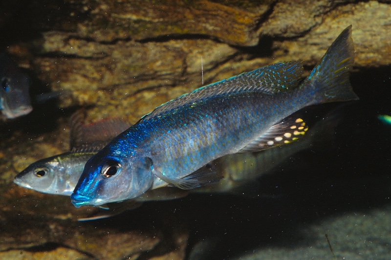Otopharynx styrax 'Tanzania'